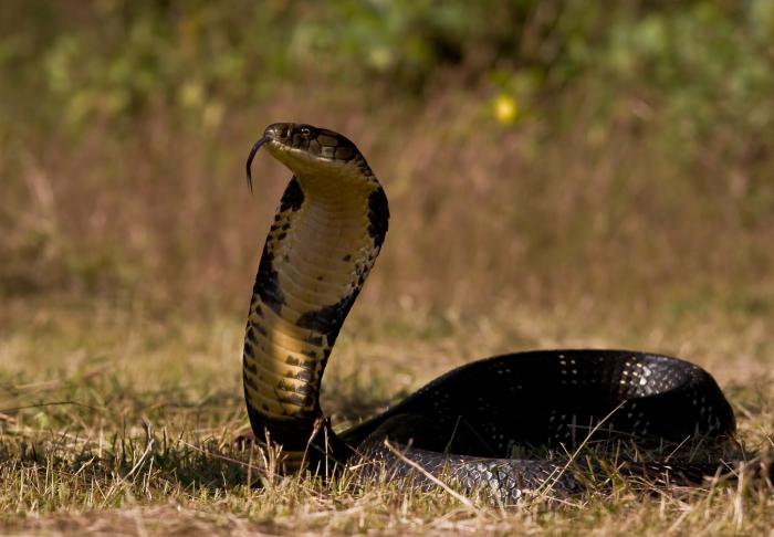 Cobra serpente - fatti interessanti. Il cobra reale come un serpente è molto pericoloso e veloce