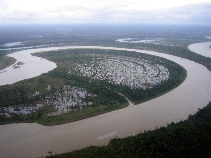 foresta nella pianura alluvionale del fiume