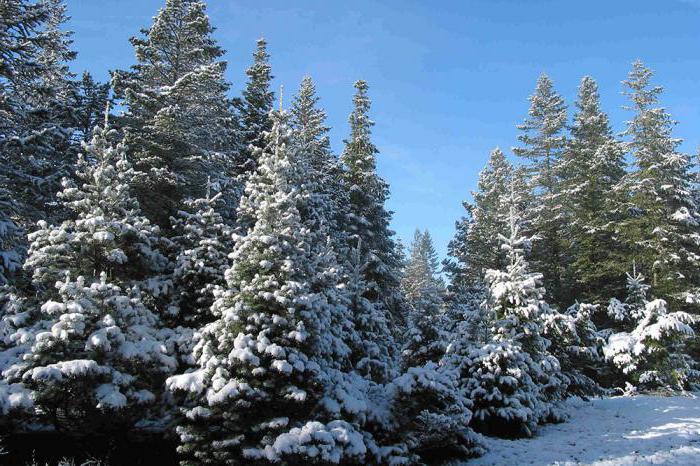 Albero di Capodanno