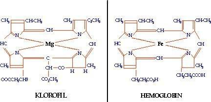 La formula della clorofilla e il suo ruolo nel processo di fotosintesi