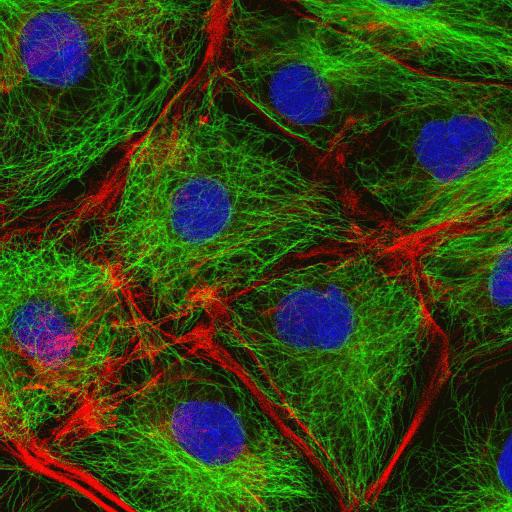 Struttura e funzione ialoplasma