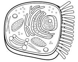 Hyaloplasma è una soluzione acquosa