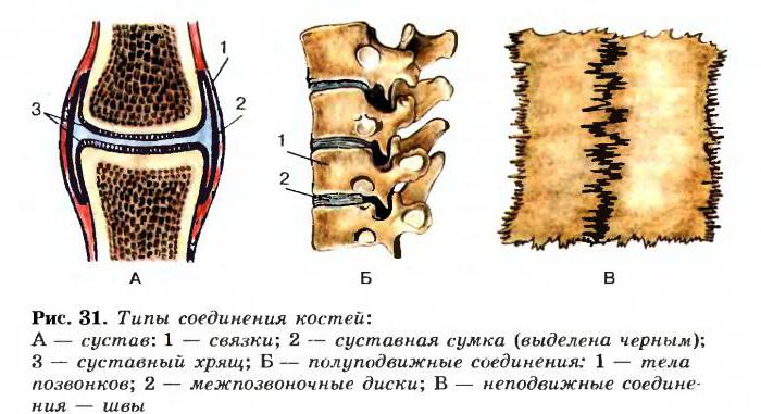 classificazione e struttura delle ossa