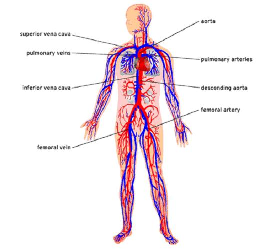 il sistema circolatorio di organi apparve per la prima volta in rappresentanti del tipo