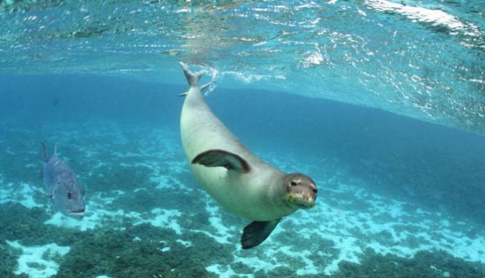 La profondità massima, minima e media dell'Oceano Pacifico