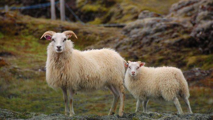 Piccoli animali: come si chiamano le pecore e le pecore?