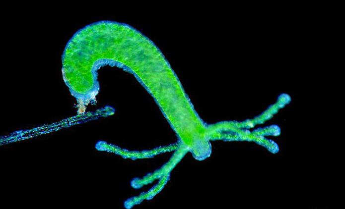 Descrivere i processi di alimentazione e digestione di hydra: caratteristiche della fisiologia dei celenterati