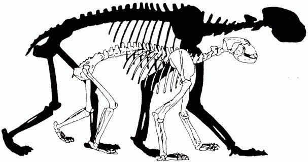 Orso delle caverne: è come il capo di una forte tribù nemica