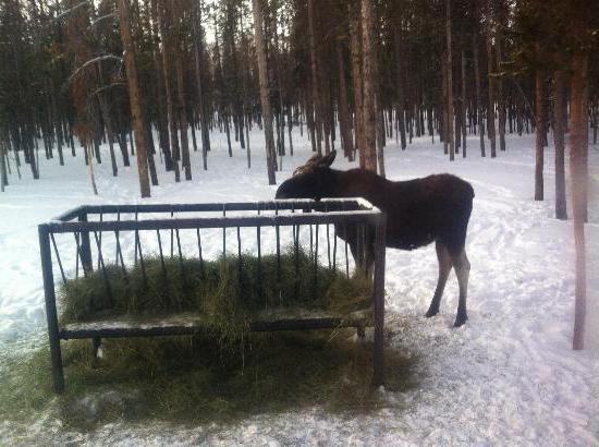 Sentiti come una persona o come aiutare gli animali in inverno