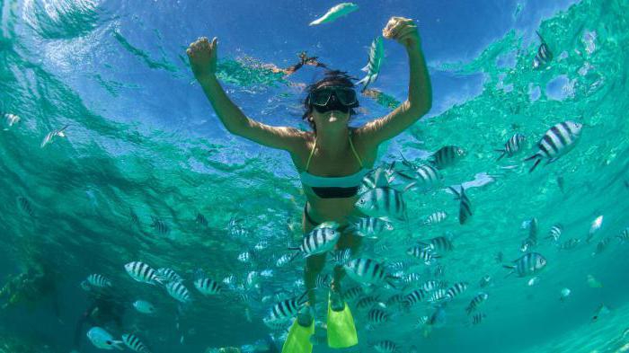 Rilievo, densità e salinità dell'Oceano Indiano. Fauna e flora