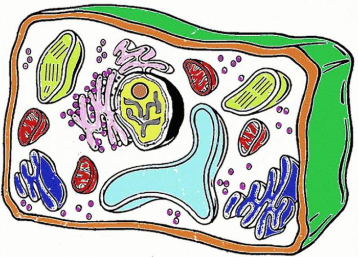 funzione cellulare del corpo