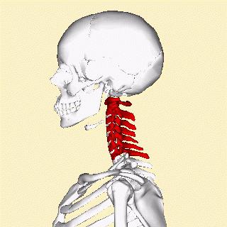 La struttura della vertebra. Caratteristiche della struttura delle vertebre della colonna cervicale, toracica e lombare