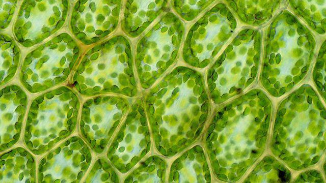 La struttura delle cellule vegetali e animali: somiglianze e differenze