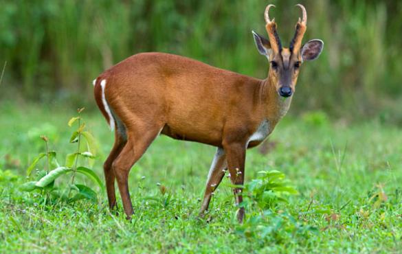 La foresta tropicale dell'India: caratteristiche di flora e fauna