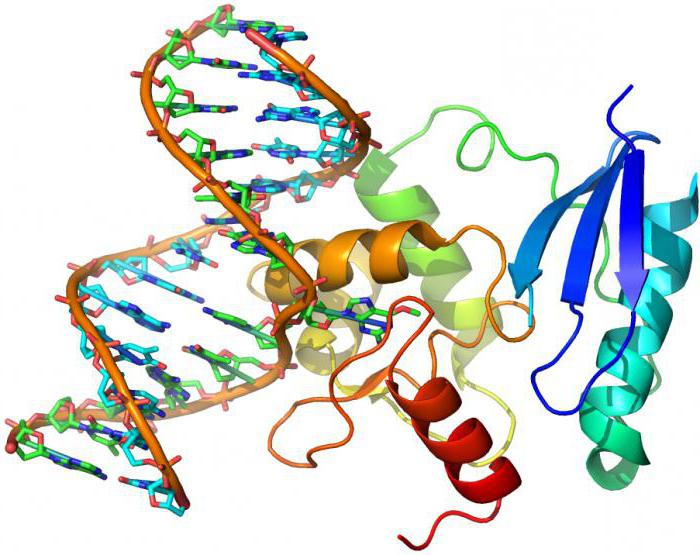 la differenza delle molecole di DNA dall'RNA