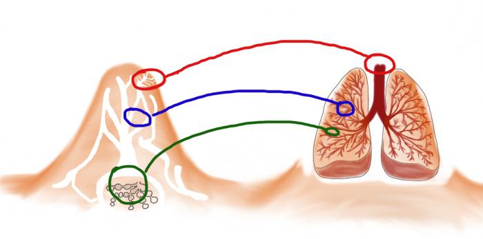 Struttura interna dei mammiferi. Struttura e funzione degli organi interni di un mammifero