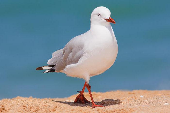 Che tipo di animale o uccello esiste in natura?