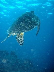 barriera corallina in Australia