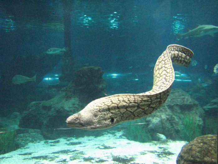 Benvenuti nell'acquario (Barcellona, ​​Spagna)!