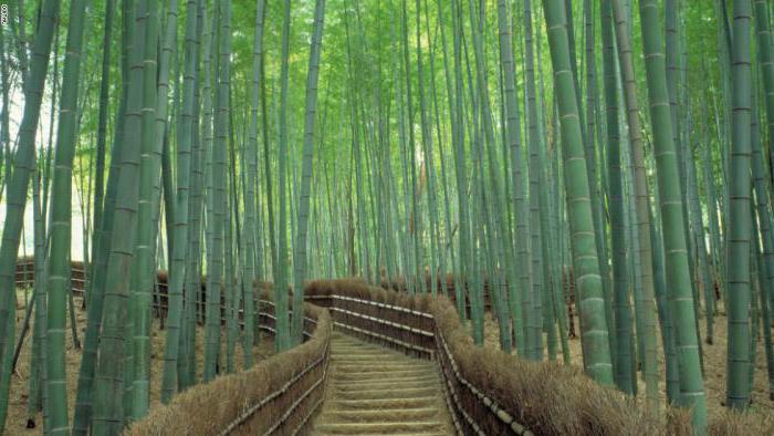 Attrazioni a Kyoto, Giappone: foto