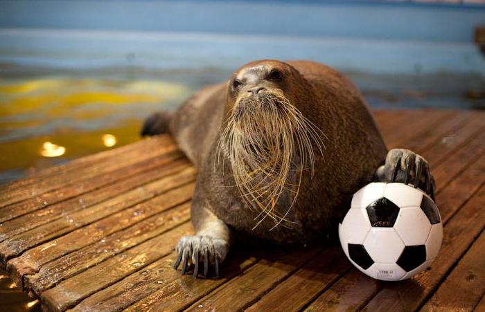 Perché tutti dovrebbero visitare l'oceanario (Murmansk)