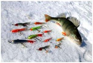 Cattura di pesce persico in inverno su mormyshka. Pesca invernale sul fiume