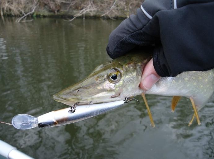 pesca al luccio