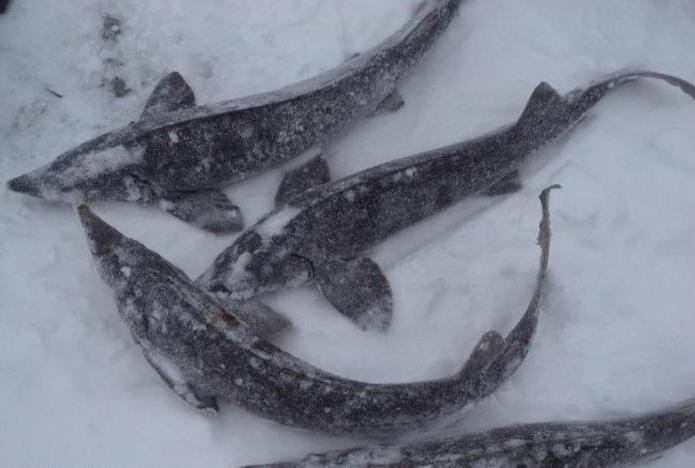 pesca tre pesciolini in belavino