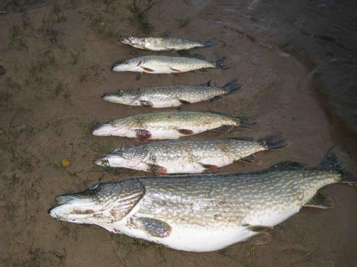 Pesca nel lago Ladoga in estate e in inverno