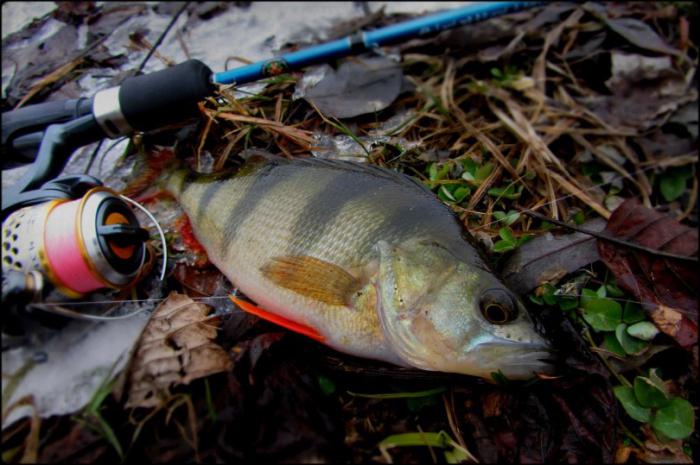 Pesca di pesce persico in primavera per la rotazione