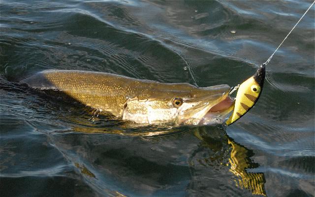 Attrezzatura per la pesca del luccio. Wobblers su un luccio in primavera. Spinning per la pesca del luccio