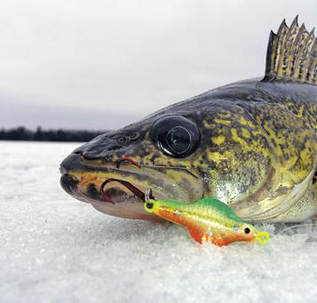 Contrasti per catturare lucioperca in inverno con le proprie mani