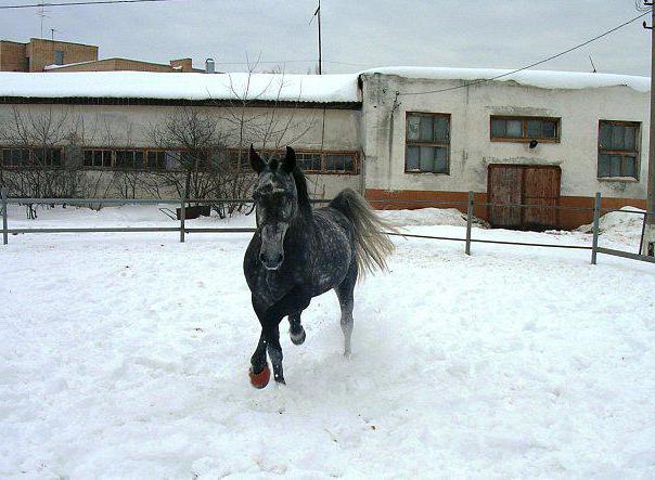 Vale la pena visitare l'ippodromo di Ramenskoye?