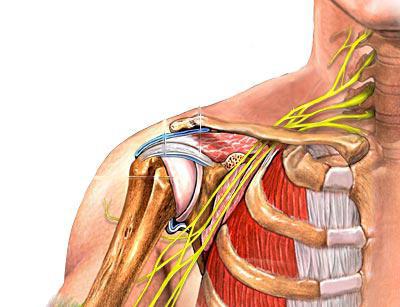 anatomia dell'articolazione della spalla