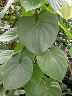 Dioscorea caucasica nella medicina popolare