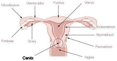 cellule endocervicali