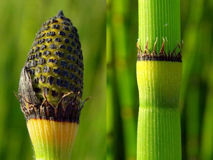 Horsetail ibernante: una pianta dalle proprietà curative incredibili