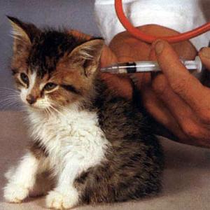 Come prevenire la rabbia in un gatto?