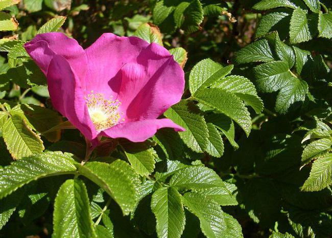 Come cucinare un decotto di rosa canina secca. Beneficio e danno del decotto dai fianchi asciutti