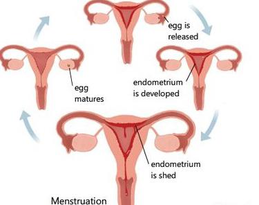 Duphaston come preso per causare mensile