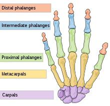 ossa carpali