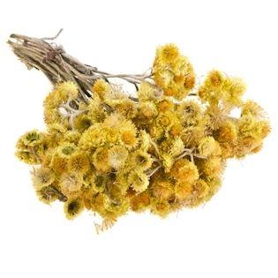 Immortelle alle erbe medicinali: proprietà medicinali e controindicazioni