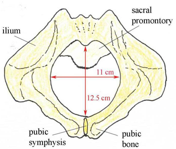 Coniugato esterno: esame ostetrico speciale