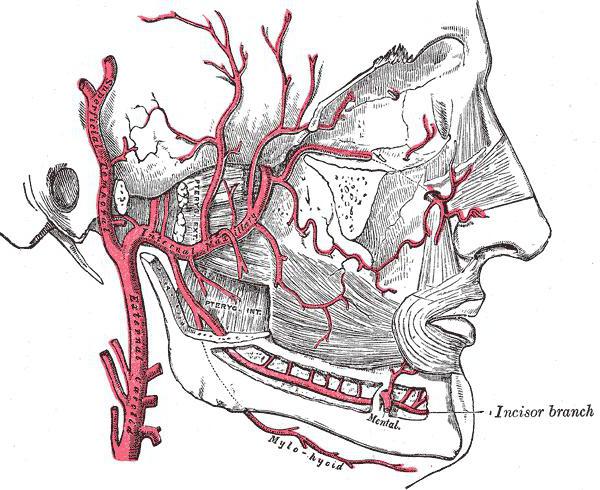 Il legamento mandibolare. Muscolo pterigoideo laterale