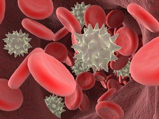 Funzioni dei leucociti nel sangue