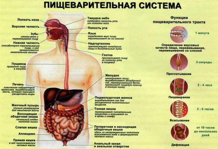 funzione del colon